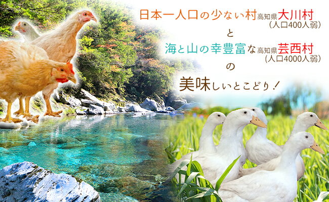 【ふるさと納税】土佐はちきん地鶏もも肉＆土佐鴨ロース鍋用肉セット 【定期便】 高知県大川村 芸西村 はちきん地鶏 もも肉 1kg　合鴨ロース モモ肉 4〜5人用 600g 鴨肉ミンチ 300g 土佐鴨手羽中 8本