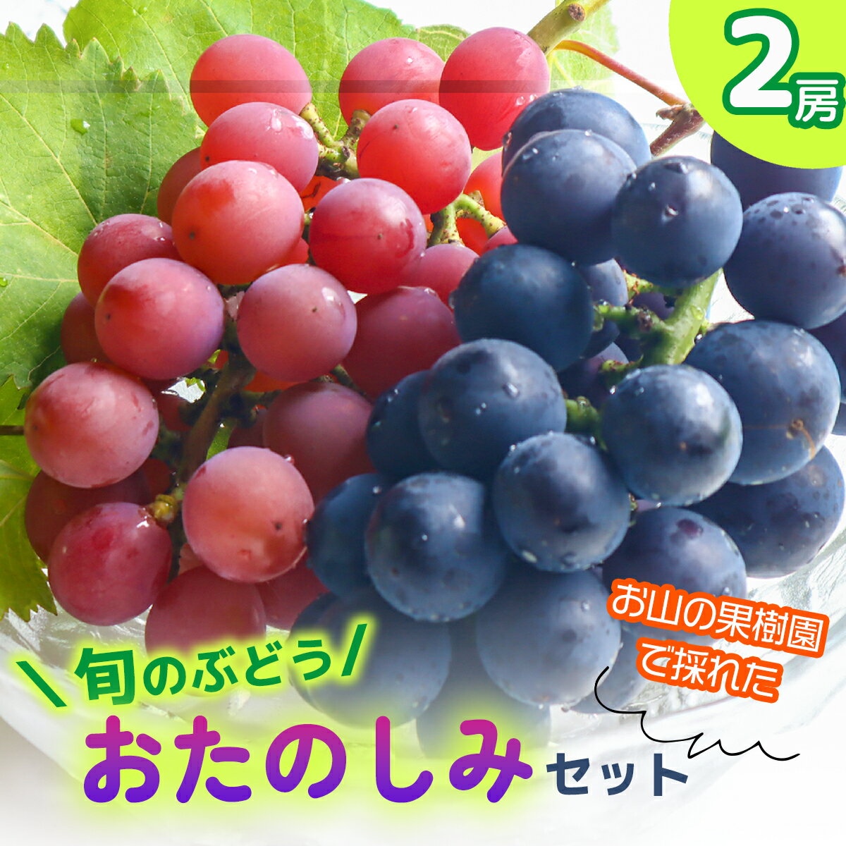 ★2024年収穫★旬のぶどう おたのしみセット2房(森本果樹園)おすすめ 甘い 産地直送 8月 9月 厳選 詰め合わせ バラエティ 藤稔 ブラックビート 葡萄