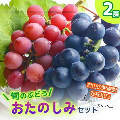 ★2024年収穫★旬のぶどう おたのしみセット2房（森本果樹園）おすすめ 甘い 産地直送 8月 9月 厳選 詰め合わせ バラエティ 藤稔 ブラックビート 葡萄