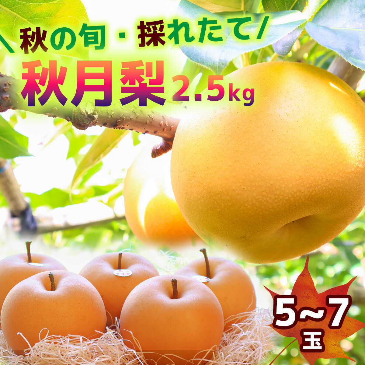 [2024年収穫]森本果樹園の秋月梨 2.5kg(5〜7玉) 予約受付 フルーツ 特産品 産地直送 送料無料 期間限定 数量限定 美味しい おすすめ