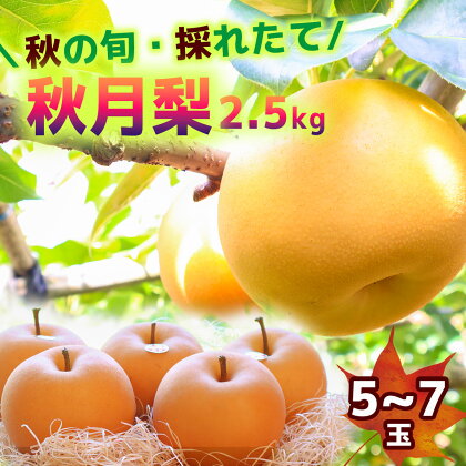 【2024年収穫】森本果樹園の秋月梨 2.5kg（5～7玉） 予約受付 フルーツ 特産品 産地直送 送料無料 期間限定 数量限定 美味しい おすすめ