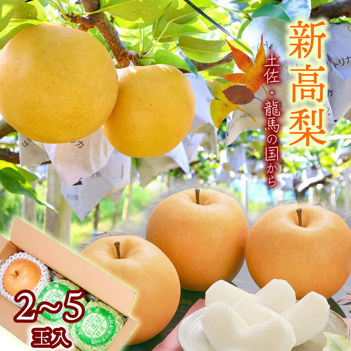 【ふるさと納税】2023年収穫★森本果樹園の新高梨　2.5〜3.5kg（2〜5玉）予約受付 フルーツ 特産品 産地直送 送料無料 期間限定 数量限定 美味しい おすすめ 10月 旬のサムネイル