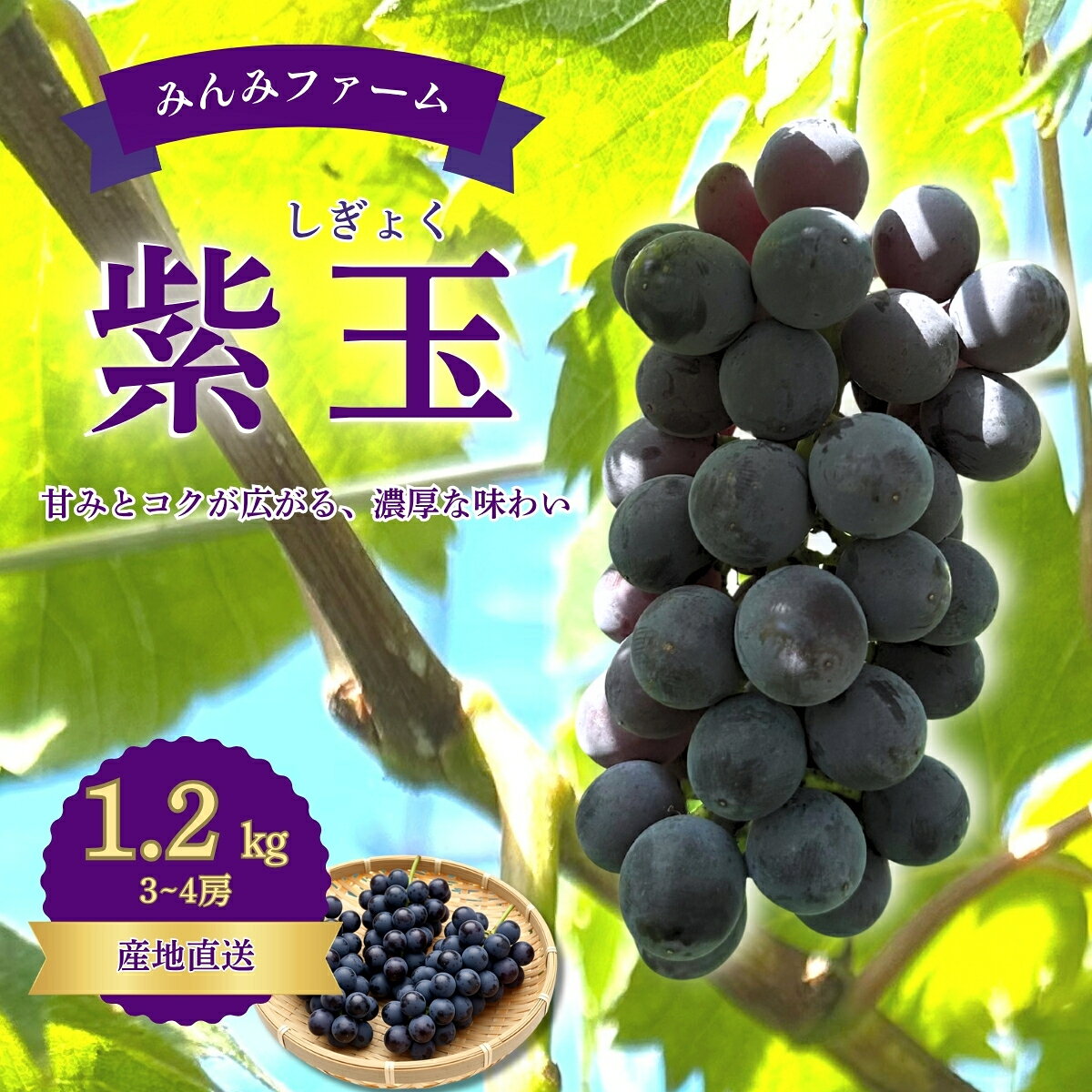 【ふるさと納税】みんみファーム　ぶどう　紫玉　3～4房（1.2kg）予約受付フルーツ特産品産地直送送...