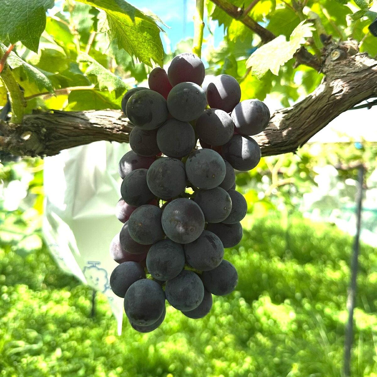 【ふるさと納税】みんみファーム　ぶどう　紫玉　3～4房（1.2kg）予約受付フルーツ特産品産地直送送料無料期間限定数量限定美味しいおすすめ8月9月旬ぶどう葡萄 f393860-ino-10000682 高知県いの町 サンプル画像2