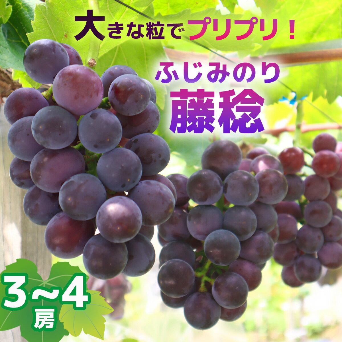 藤稔(ふじみのり)3〜4房予約受付フルーツ特産品産地直送送料無料期間限定数量限定美味しいおすすめ8月9月旬ぶどう葡萄