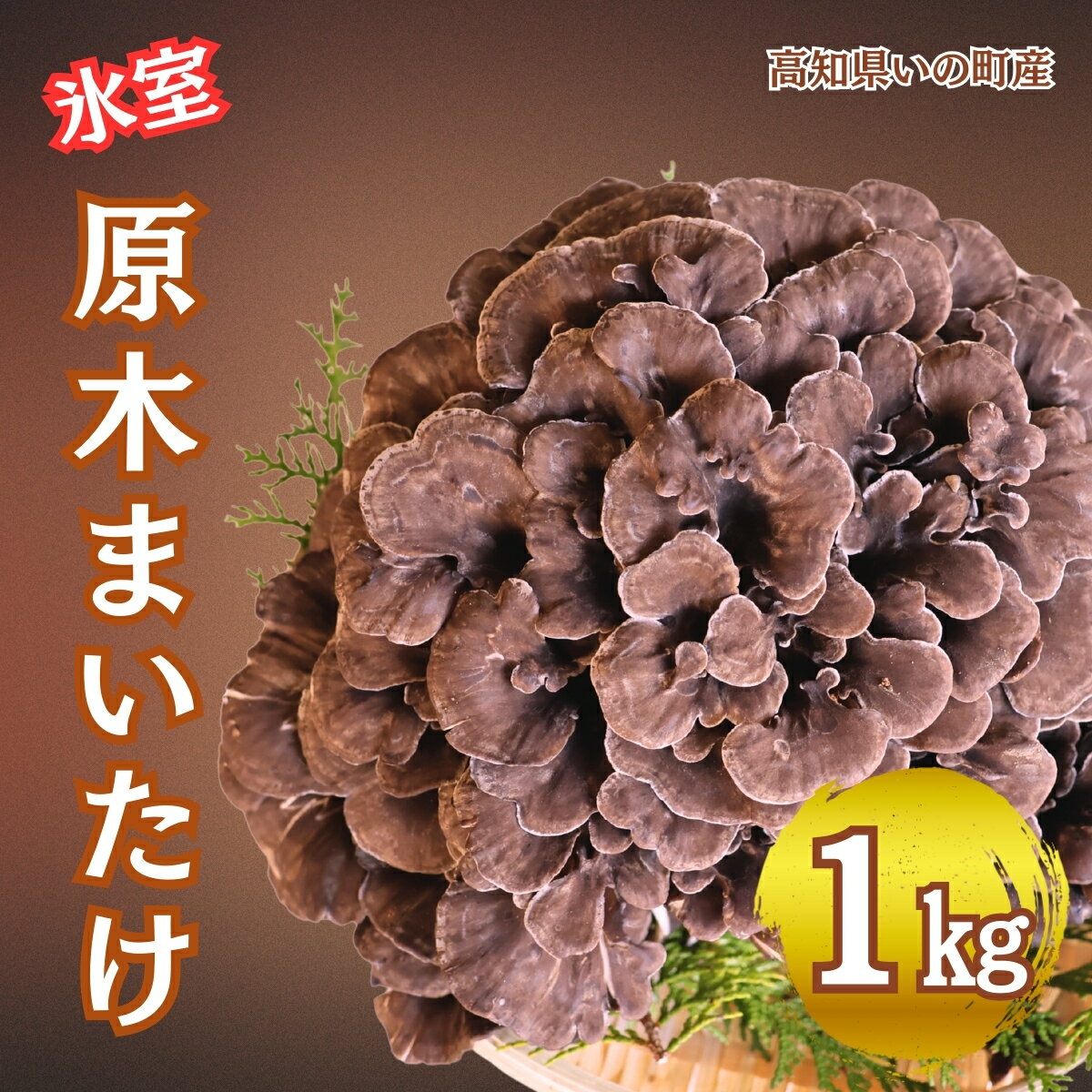 いの町産 原木舞茸 1kg [2026年事前予約]