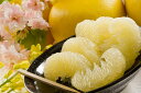 【ふるさと納税】土佐文旦