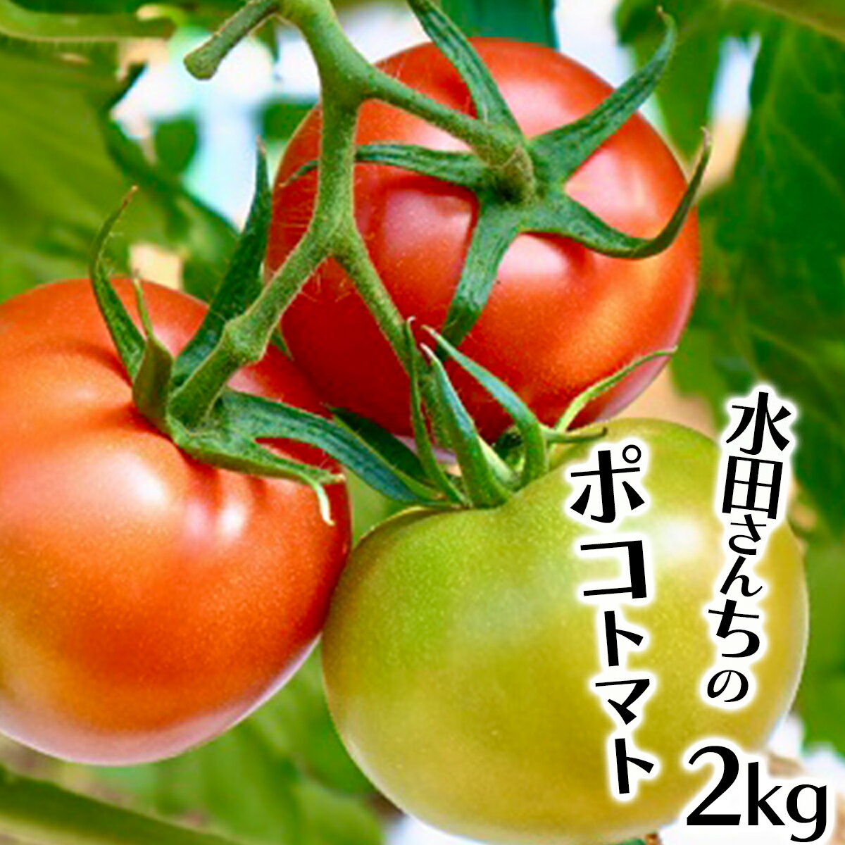 【ふるさと納税】まっことうまい！水田さんのポコトマト【約2k