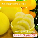 0121601【ふるさと納税】早春の味わい つやつやに輝く土佐文旦(大小混合約20玉/10kg1箱)※令和8年3月下旬頃より発送開始