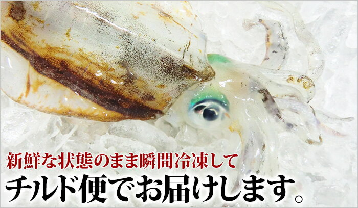 【ふるさと納税】瞬間冷凍アオリイカ 1kg 鮮度抜群 真...