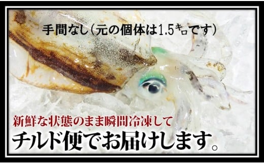 【ふるさと納税】瞬間冷凍アオリイカ（手間なし） 1.2kg 鮮度抜群 真空パック お刺身