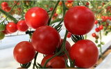 【ふるさと納税】【四万十源流域で育まれた】絶品フルーツミニトマト　約1.0kg　濃厚な甘み まちだ農園