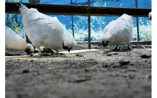 【ふるさと納税】【定期便6回コース】烏骨鶏のたまご　有精卵12個入り