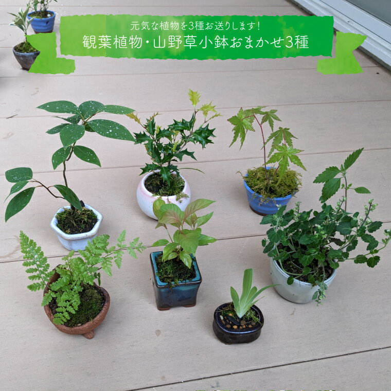 [[お任せ3種] 種から育てた ミニ観葉植物 盆栽 小鉢 ]テーブルプランツ 小さい プラントポット お花 緑 グリーン オシャレ 屋内 室内 癒やし シンプル 植替え ガーデン 置物 山野草 シダ植物 福袋 佐川町から直送 らんまん 朝ドラ 牧野富太郎 庭 花 草木