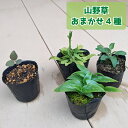 【ふるさと納税】<ヤマシャクヤク+種から育てた(内容お任せ)山野草3種 全4種4鉢(9cmポット)>山野草福袋 多年草 一年草 二年草 植物の町佐川町から直送 ...