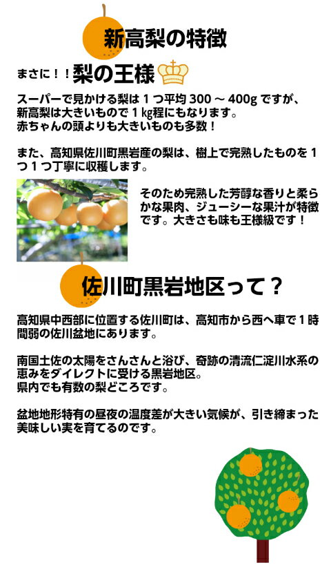 【ふるさと納税】新高梨 2玉 1玉約900g以上 （計約 1.8kg） 贈答 プレゼント お取り寄せ グルメ【常温】 黒岩 なし 梨フルーツ ギフト 敬老の日 旬 大玉 大きい【2024年秋発送 10月中旬～10月下旬発送】朝ドラらんまんモデル 牧野富太郎のふるさと 佐川から直送