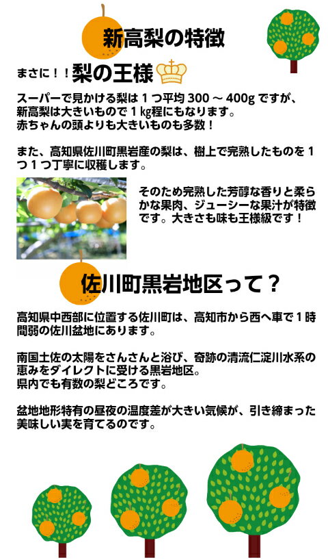 【ふるさと納税】新高梨 和梨（4～6玉）【期間限定】黒岩 佐川町 高知県【常温】【2024年秋発送分予約受付中】【10月中旬～下旬頃まで発送】なし ナシ 朝ドラらんまんモデル 牧野富太郎のふるさと 佐川から直送