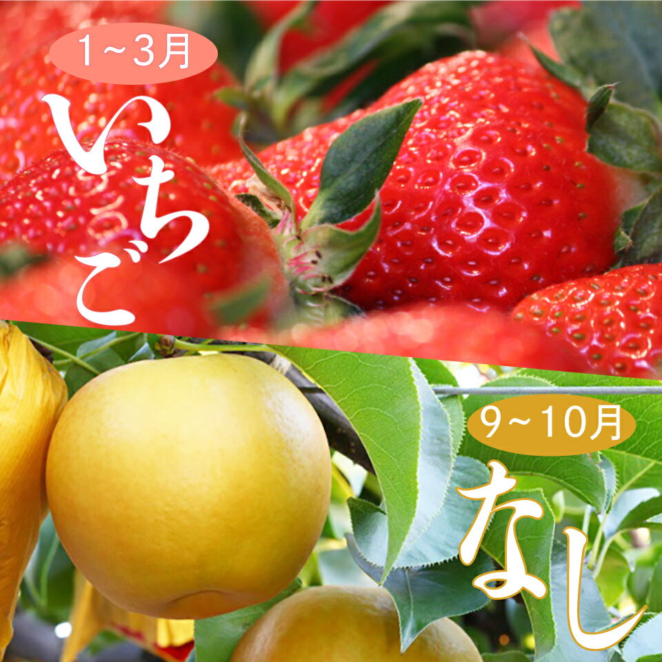 6位! 口コミ数「0件」評価「0」＜フルーツ 定期便（全2回）＞ いちご 梨 fruit 苺 おすすめ フレッシュ 旬 果物 くだもの 高知県 佐川町産【常温】【冷蔵】