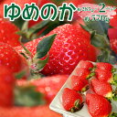 【ふるさと納税】<ゆめのか 285g×2パック 合計570g> いちご 苺 果物 フルーツ 果実 贈答用 ギフト 旬 イチゴ ストロベリー 【冷蔵】高知県 佐川...