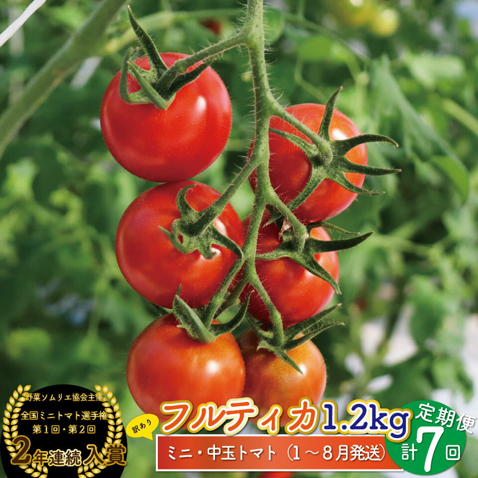 フルティカ トマト ミニトマト [約1.2kg×7回 定期便 ]訳あり 規格外 第1回 第2回連続 全国ミニトマト選手権 入賞 銅賞 高知県 ましまファーム フルーツトマト [常温]送料無料 アイメック [1月〜8月頃発送]*予約受付中* [2025年1月から順次発送]
