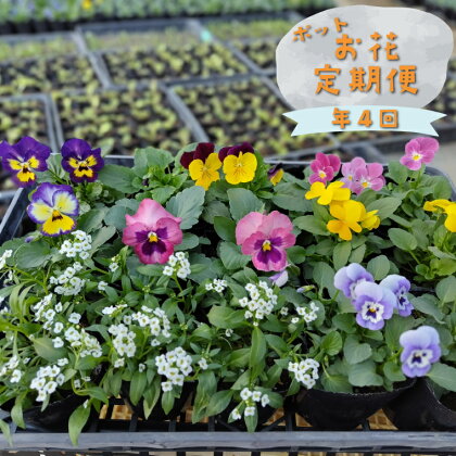 ＜年4回 季節の お任せ 鉢花（ポット植え）定期便 ガーデニング 園芸 お任せ 旬のお花 ＞ 佐川町【常温】村田園芸 花壇 3～4品種 15本程度