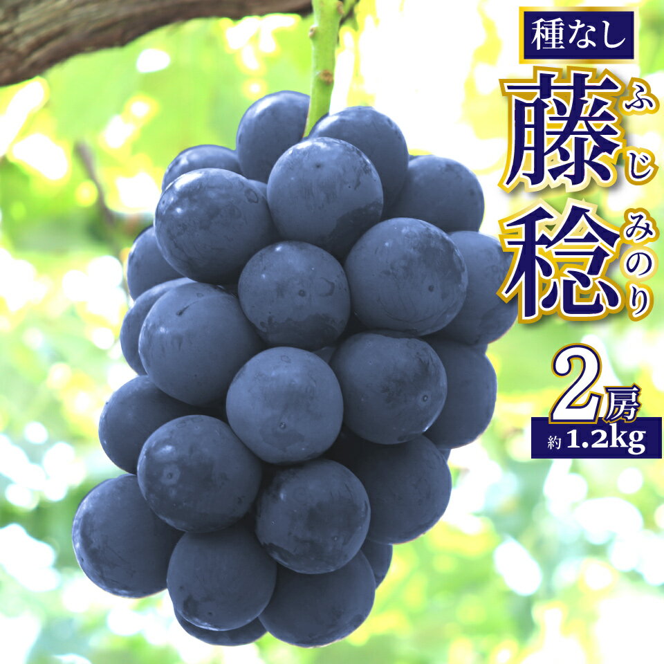 【ふるさと納税】先行予約<藤稔 約1.2kg(1~2房)> ぶどう grape fruit 藤みのり フレッシュ 旬 果物 くだもの 高知県 佐川町産【冷蔵】<2025年8月上旬以降に発送>
