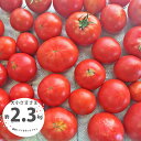【ふるさと納税】＜【訳あり】トマト 約2.3kg 織田トマト