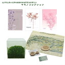 【ふるさと納税】<佐川町出身の世界的植物学者!牧野富太郎博士