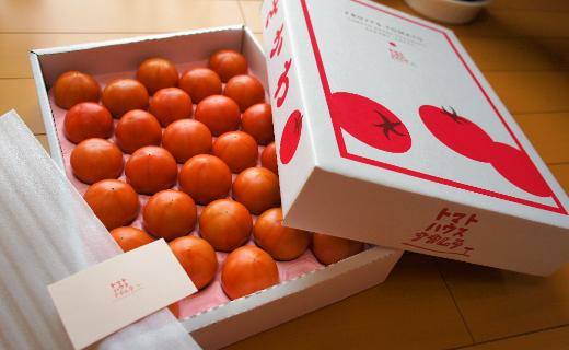 【ふるさと納税】＜フルーツトマト 約1.6kg×1箱＞高知県 佐川町 トマトハウスナカムラ 野菜　贈答用【常温】が大人気返礼品になっている理由とは　ふるさと納税　人気　返礼品　ランキング