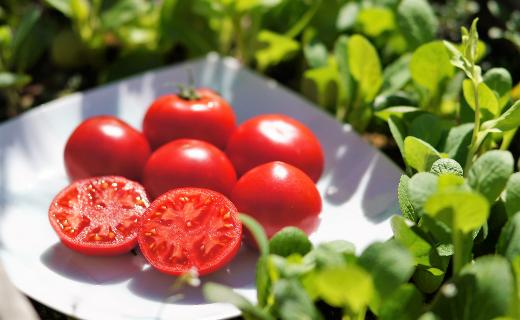 【ふるさと納税】＜フルーツトマト 約1.6kg×1箱＞高知県 佐川町 トマトハウスナカムラ 野菜　贈答用【常温】が大人気返礼品になっている理由とは　ふるさと納税　人気　返礼品　ランキング