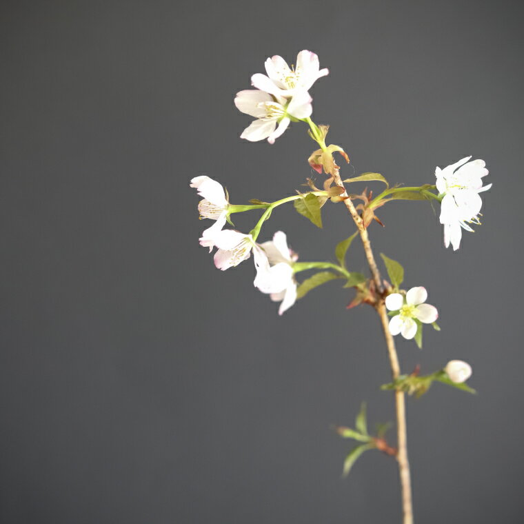 【ふるさと納税】＜稚木の桜 ワカキノサクラ ミニ桜 苗木 牧野博士命名種 1鉢＞高知県 佐川町 らんまん 希少 盆栽　(2024年3~4月発送分予約受付中)