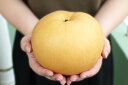 【ふるさと納税】大きくて甘い 越知町の新高梨【約700g 4