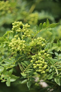 【ふるさと納税】【0.5kg】青実山椒（枝付）初期物