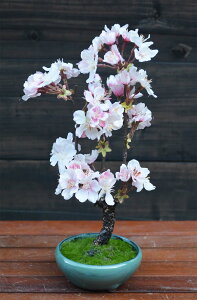【ふるさと納税】桜盆栽（造花）GF-007