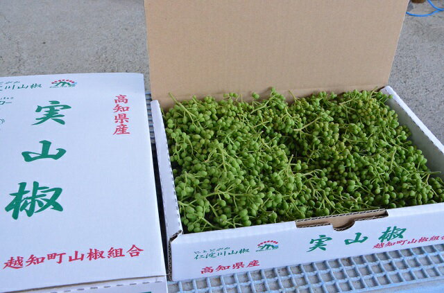 【ふるさと納税】【0.5kg】青実山椒（枝付）初期物