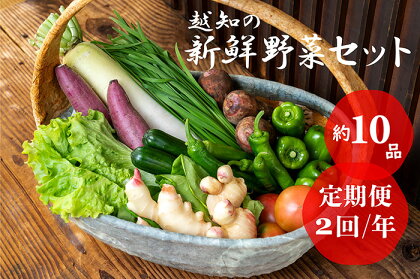 越知産市の季節の野菜セット(年2回発送)　産地直送　旬野菜　野菜セット 野菜便 詰め合わせ 旬の時期にお届け 2回目以降、着日時間指定可能【冷蔵】こうち育ち 事業者応援 農家支援 食料自給率UP