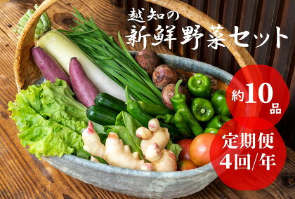 越知産市の季節の野菜セット(年4回発送)　産地直送　旬野菜　野菜セット 野菜便 詰め合わせ 旬の時期にお届け 2回目以降、着日時間指定可能【冷蔵】こうち育ち