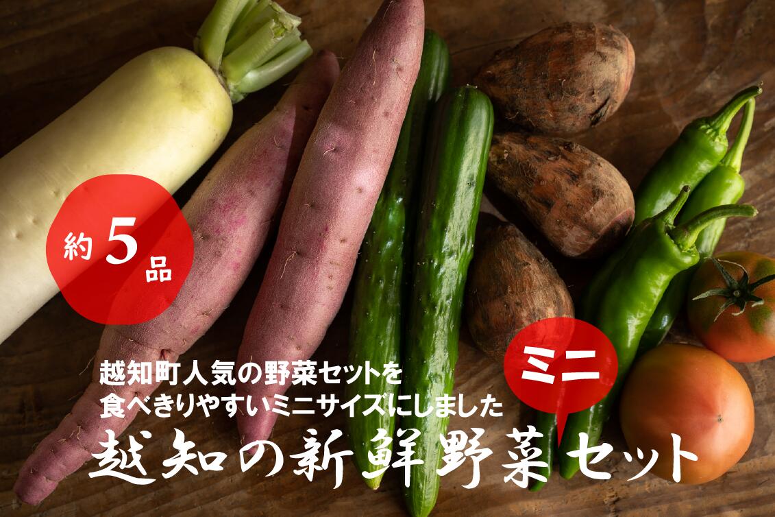 越知産市の季節の野菜ミニセット 産地直送 旬野菜