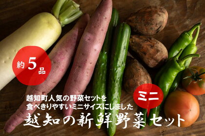 越知産市の季節の野菜ミニセット　産地直送　旬野菜