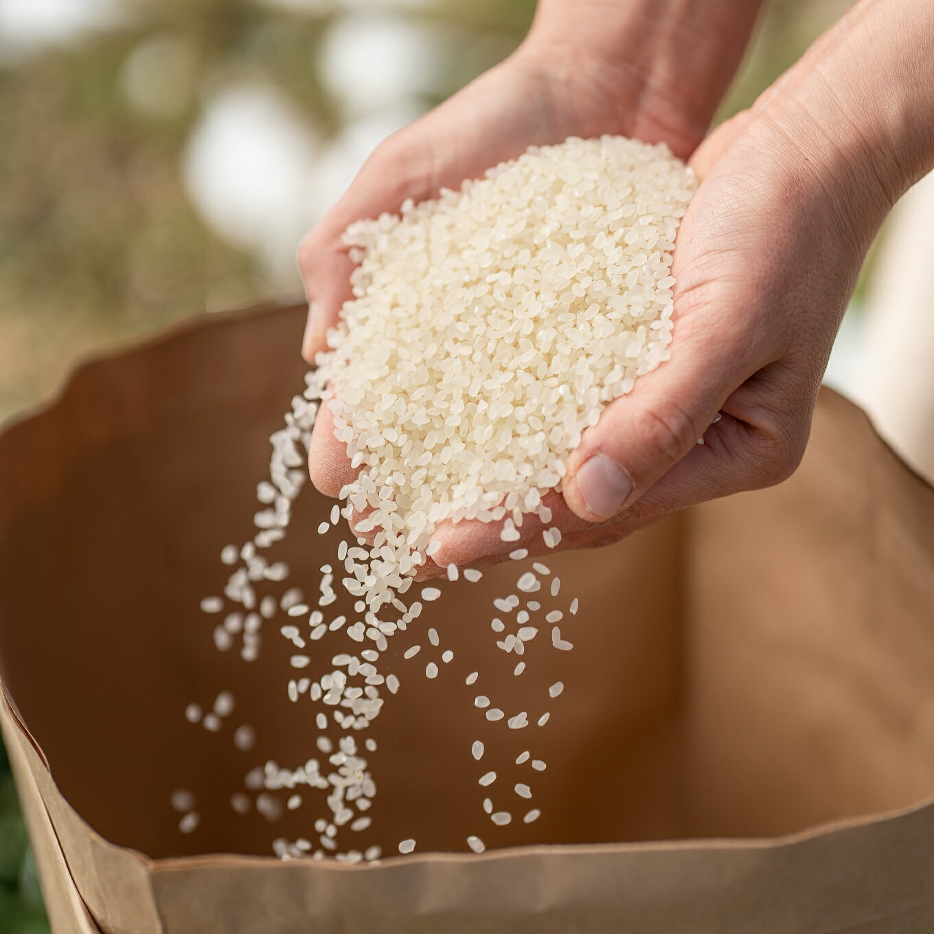 【ふるさと納税】四万十川源流域の清らかな水で育った四万十川水系　しまがわ産米のサムネイル