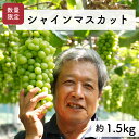 【ふるさと納税】【先行予約・2025年9月】数量限定 特大シャインマスカット 1.5kg 産地直送 農家直送 甘い 大きい 種なし ぶどう 果物