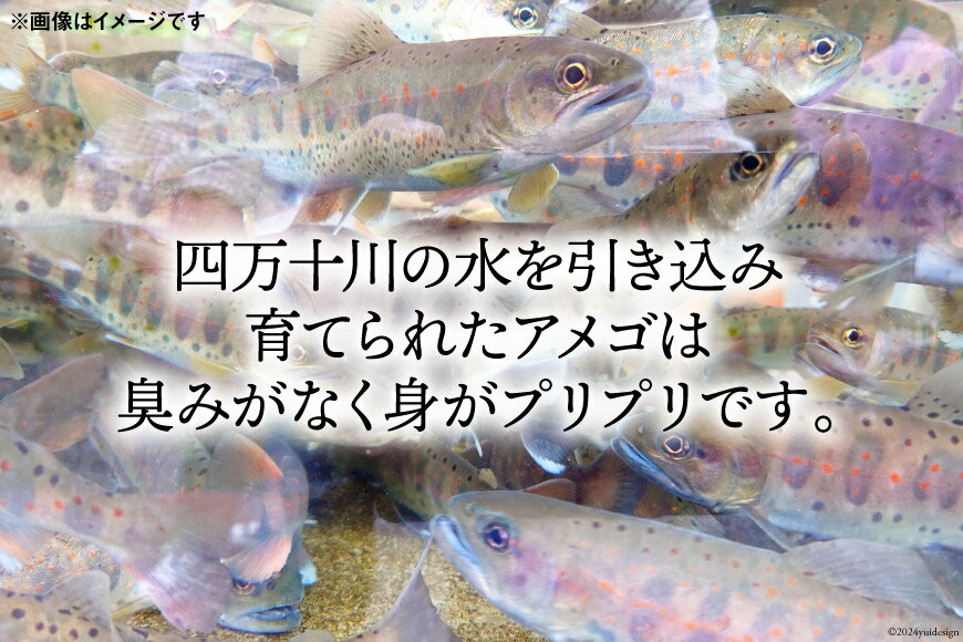 【ふるさと納税】四万十川源流あめご『雨子のアンチョビ』1瓶68g×2瓶 [株式会社満天の星 高知県 津野町 26ac0004] 塩漬け あめご ピザ パスタ おつまみ オリーブオイル 常温