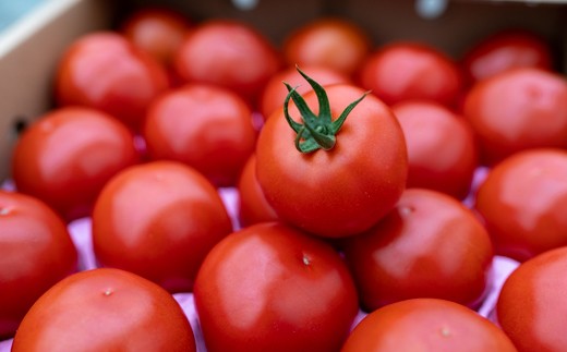 【ふるさと納税】赤さがリコピン満載の証！四万十産トマト「深紅」4kg（1箱24～55玉）／Fbg-006　トマト リコピン サラダ イタリアン 健康 美容 濃厚 大容量 新鮮