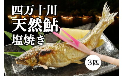 職人が丁寧に炭火焼！四万十川の「天然鮎の塩焼き」3匹 Qdr-151 あゆ アユ 魚 魚介 川魚 塩焼き