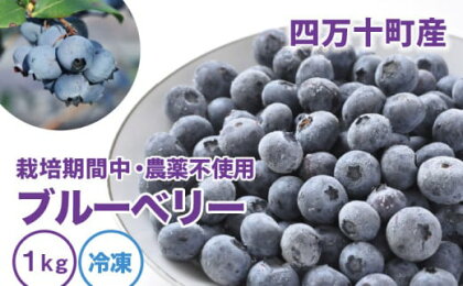 【数量限定／2023年産】栽培期間中 農薬不使用ブルーベリー〈冷凍〉（1kg）果物 デザート おやつ 果実 Qdr-91 フルーツ 約1kg 国産 果物 冷凍