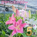 19位! 口コミ数「1件」評価「5」日頃の感謝を「花束」で、オリエンタルリリー【優品5本】Osy-14 誕生日 植物 フラワー ギフト プレゼント