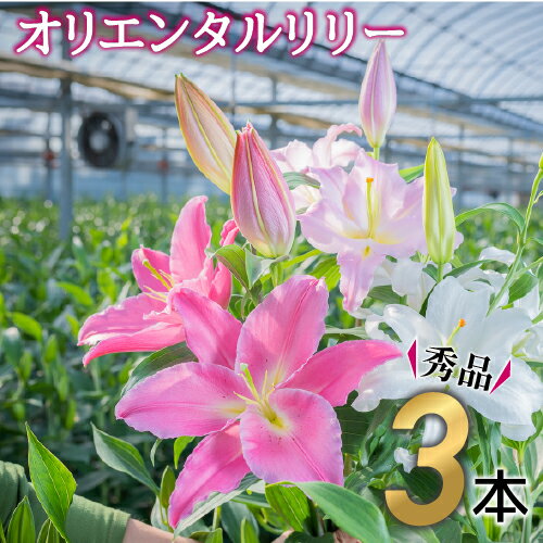 日頃の感謝を「花束」に込めて。[オリエンタルリリー 秀品3本] 誕生日 植物 フラワー ギフト プレゼント