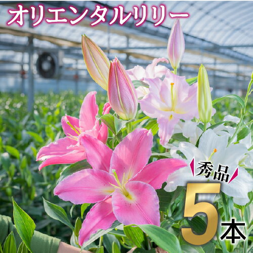 3位! 口コミ数「1件」評価「4」Osy-02 日頃の感謝を「花束」に込めて。【オリエンタルリリー　秀品5本】 誕生日 植物 フラワー ギフト プレゼント