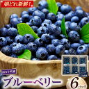 【ふるさと納税】四万十町産朝どれ!新鮮ブルーベリー 生果実 (115g×6パック)Cvs-10 ブルーベリー フルーツ フレッシュ 果物 ビタミンE アントシア...