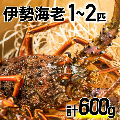 【ふるさと納税】漁港直送！四万十町産の天然伊勢海老1～2匹（計600g）Dns-12 海鮮 魚介類 伊勢海老 伊勢エビ いせえび 海老 エビ ギフト 贈答